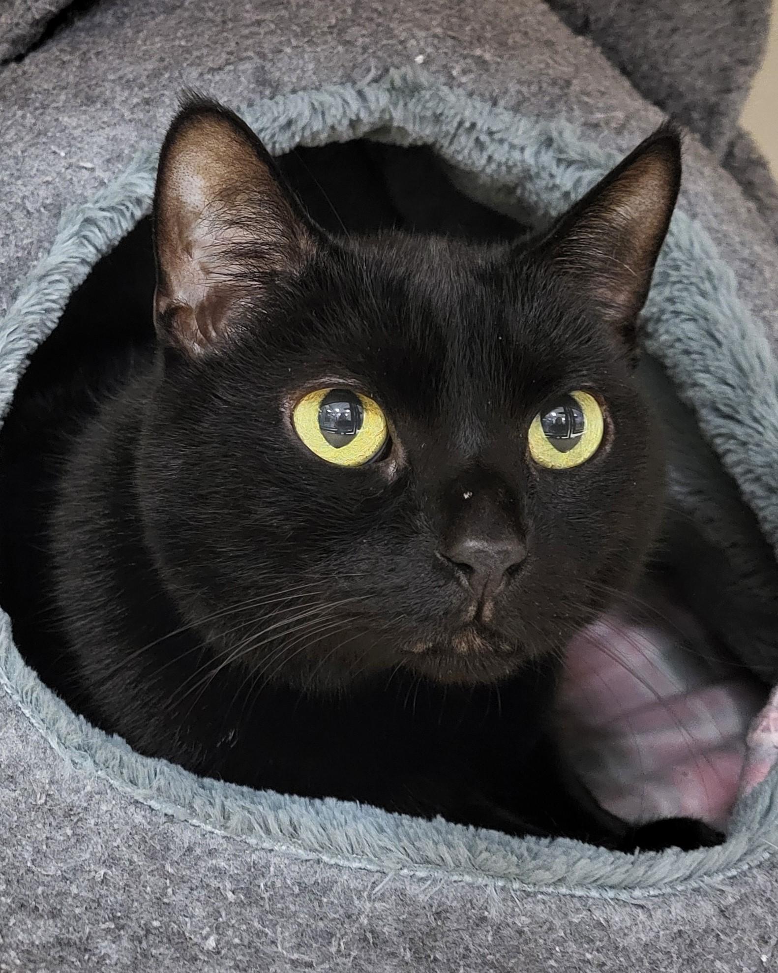 Salem, a Adoptable Domestic Short Hair in Grayslake, IL image 2/3
