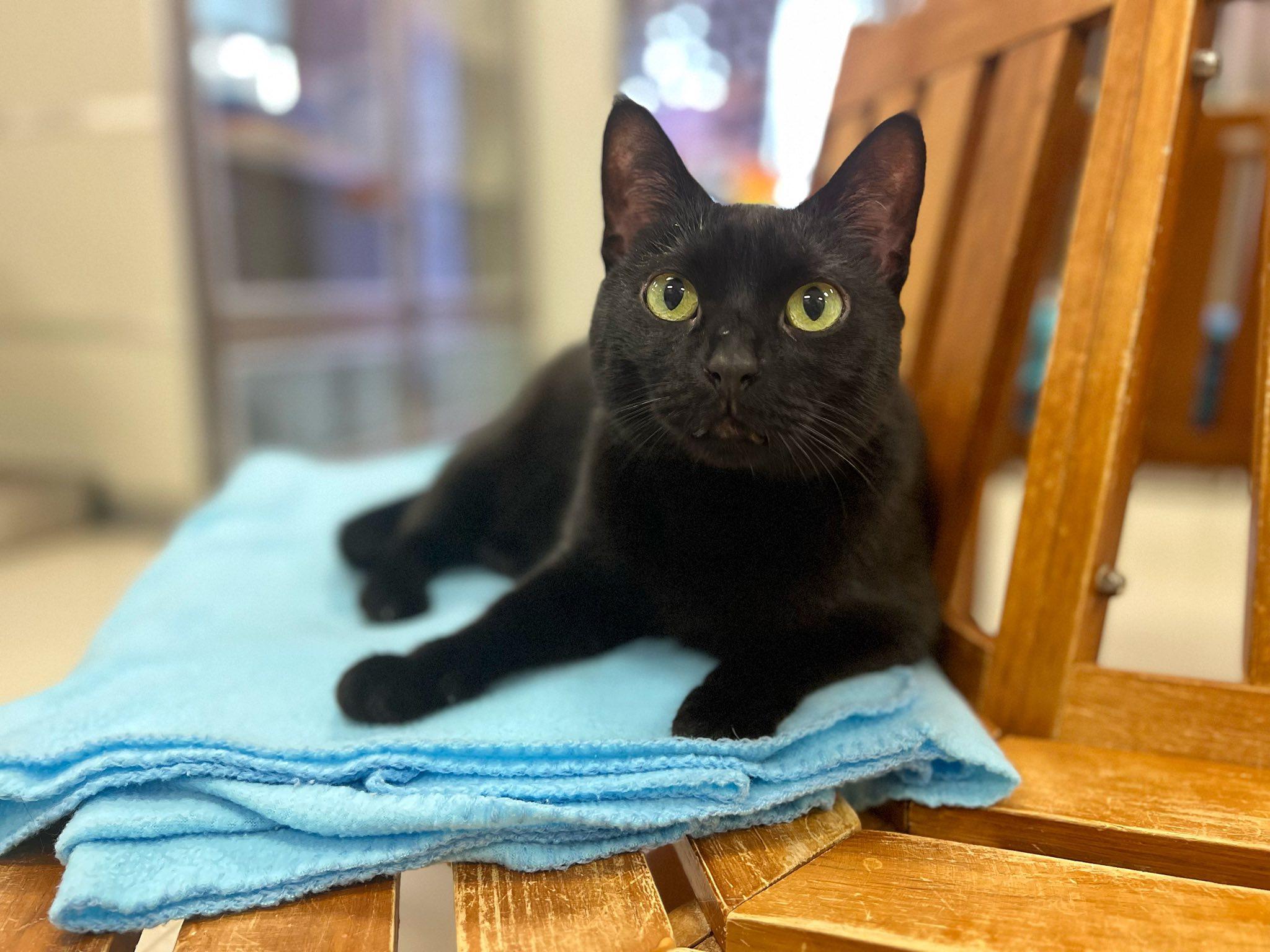 Salem, a Adoptable Domestic Short Hair in Grayslake, IL image 3/3