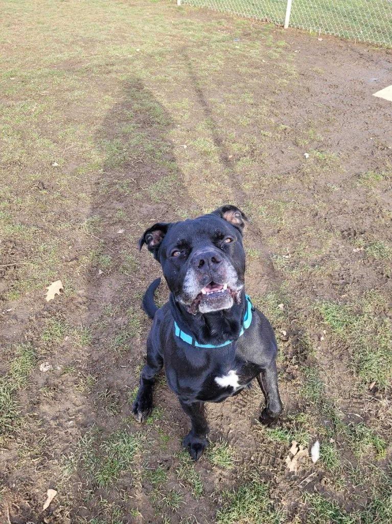 Enlarge Clyde, a Adoptable mixed breed in New Kensington, PA image 1/6