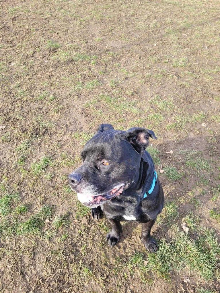 Enlarge Clyde, a Adoptable mixed breed in New Kensington, PA image 2/6