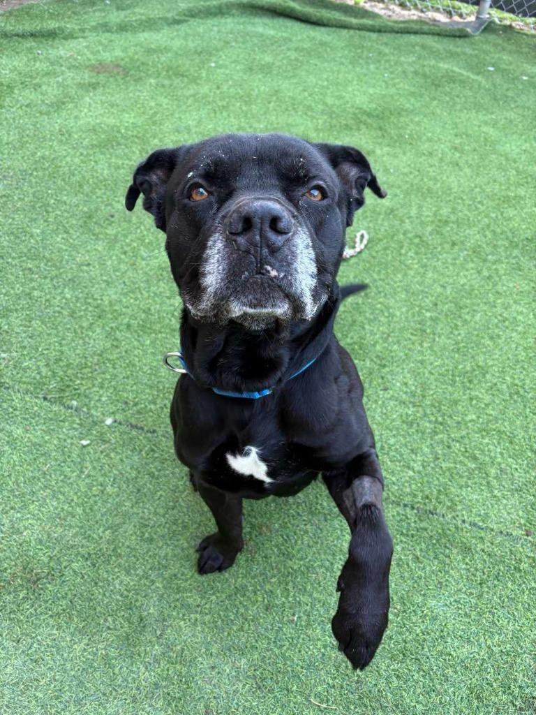 Enlarge Clyde, a Adoptable mixed breed in New Kensington, PA image 3/6