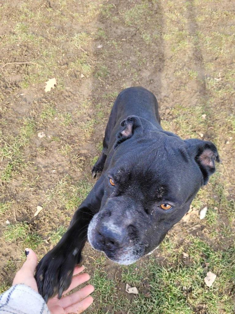 Enlarge Clyde, a Adoptable mixed breed in New Kensington, PA image 3/6