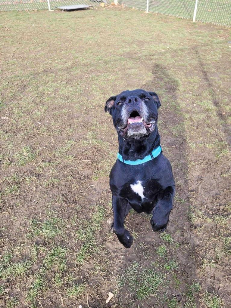 Enlarge Clyde, a Adoptable mixed breed in New Kensington, PA image 4/6