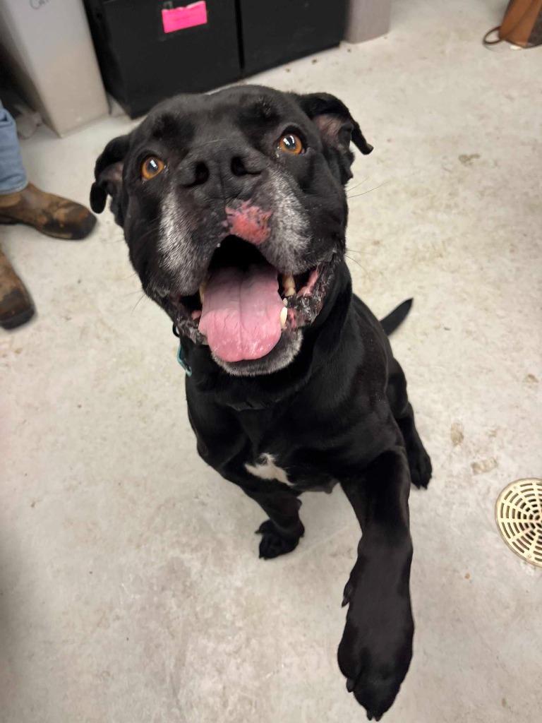 Enlarge Clyde, a Adoptable mixed breed in New Kensington, PA image 5/6