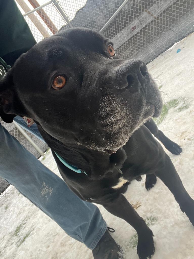 Enlarge Clyde, a Adoptable mixed breed in New Kensington, PA image 6/6