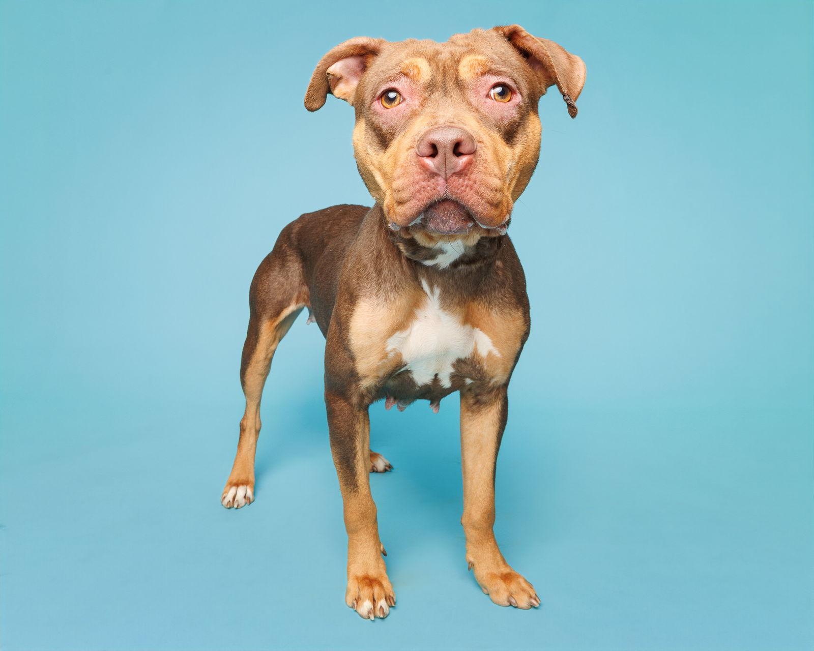 Gretchen, Adoptable, Adult Female Mixed Breed.