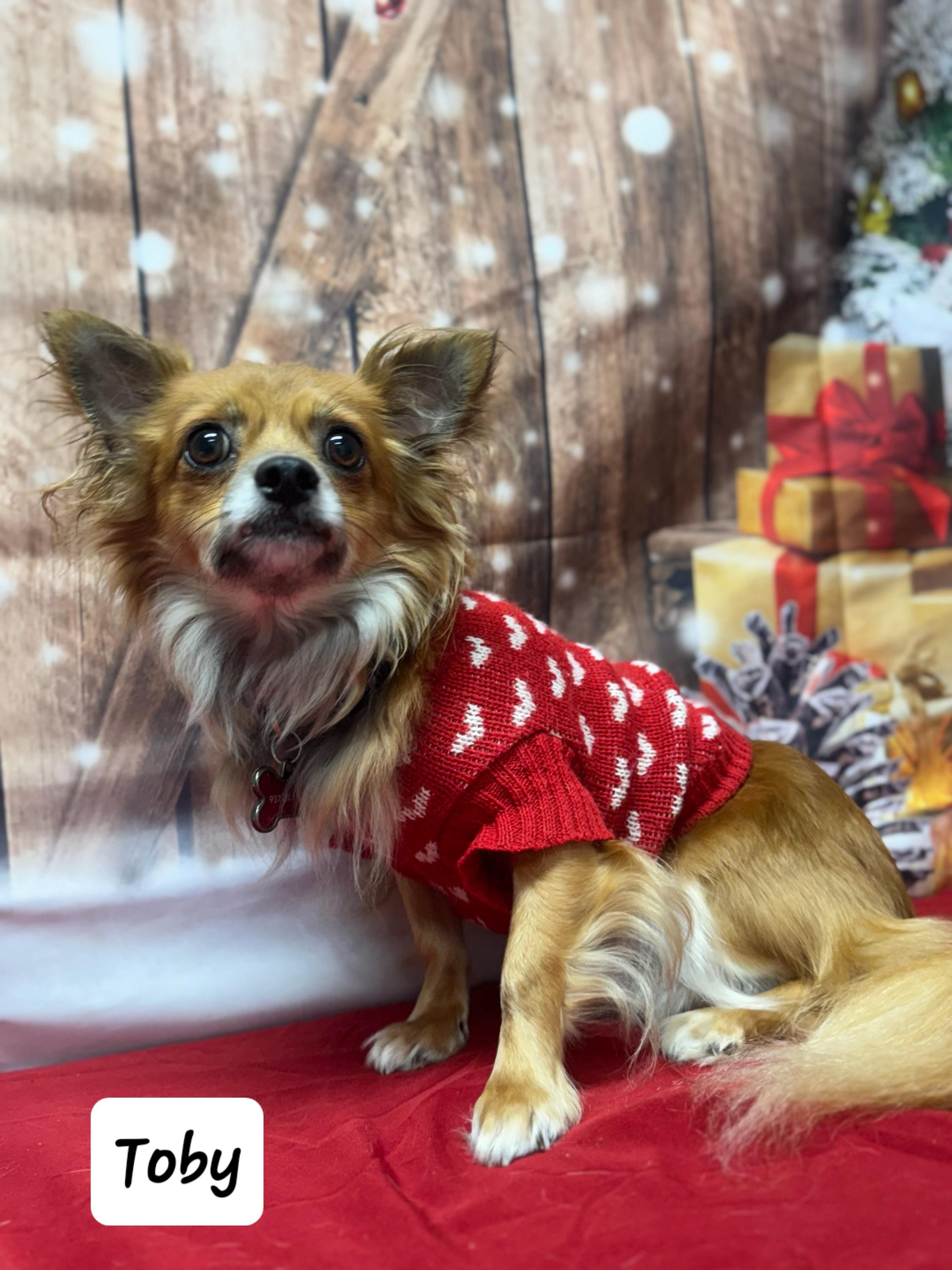 Toby, ADOPTABLE, Adult Male Chihuahua.