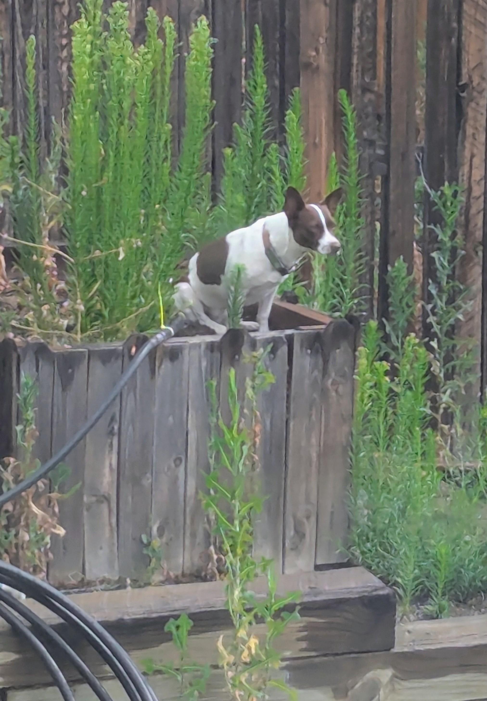 Jackie, Adoptable, Young Female Basenji & Mixed Breed.