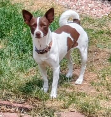 Enlarge Jackie, a Adoptable mixed breed in Windsor, CO image 2/3
