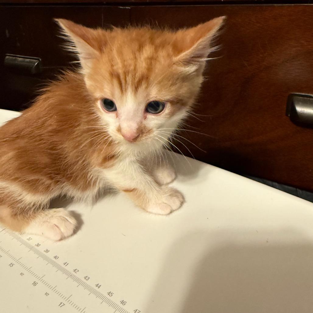 Legend, Adoptable, Kitten Male Domestic Short Hair.