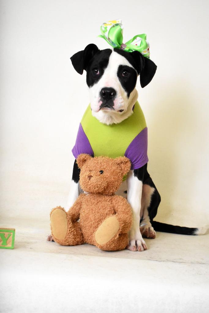 Enlarge Laney, a Adoptable Pit Bull Terrier in Springfield, OH image 1/6