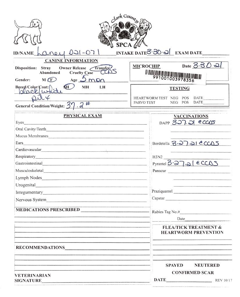 Enlarge Laney, a Adoptable Pit Bull Terrier in Springfield, OH image 3/6