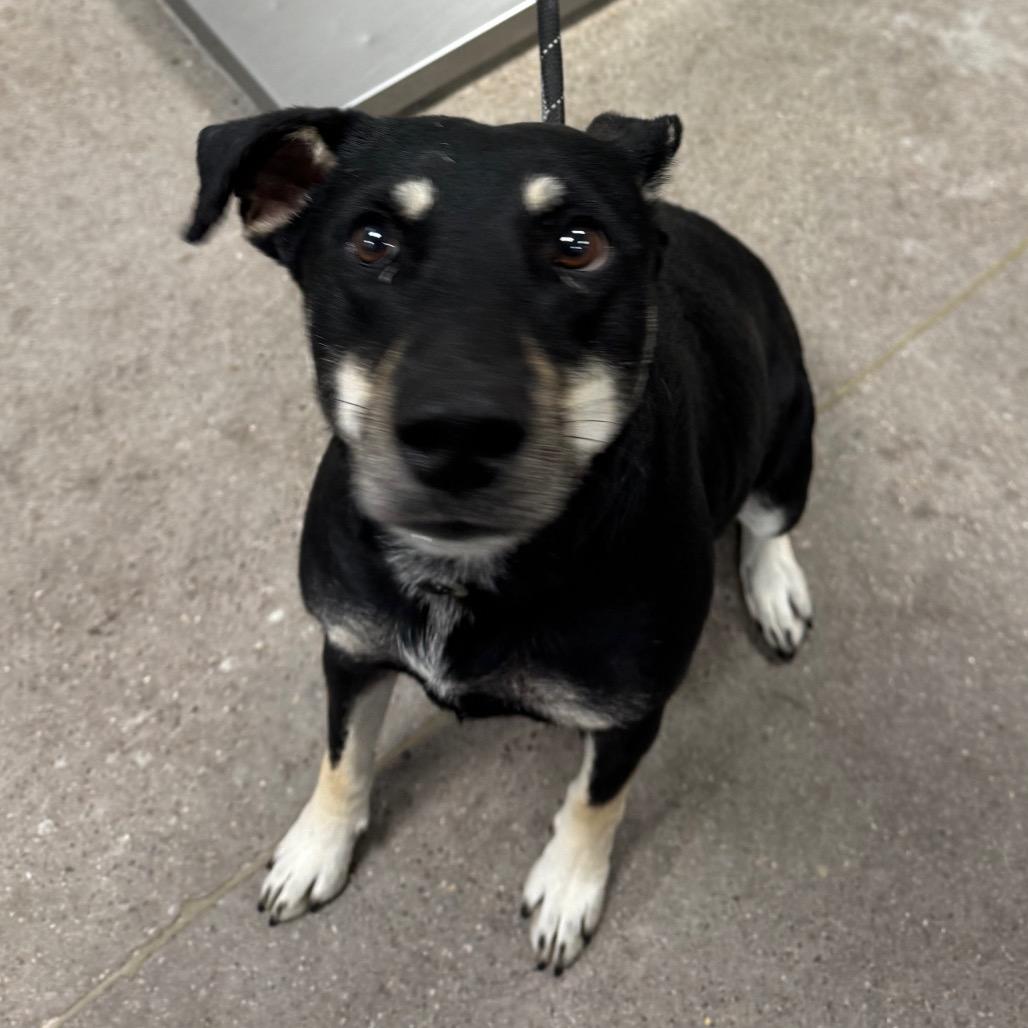 Enlarge Luna, a Adoptable Mixed Breed in Las Cruces, NM image 1/2