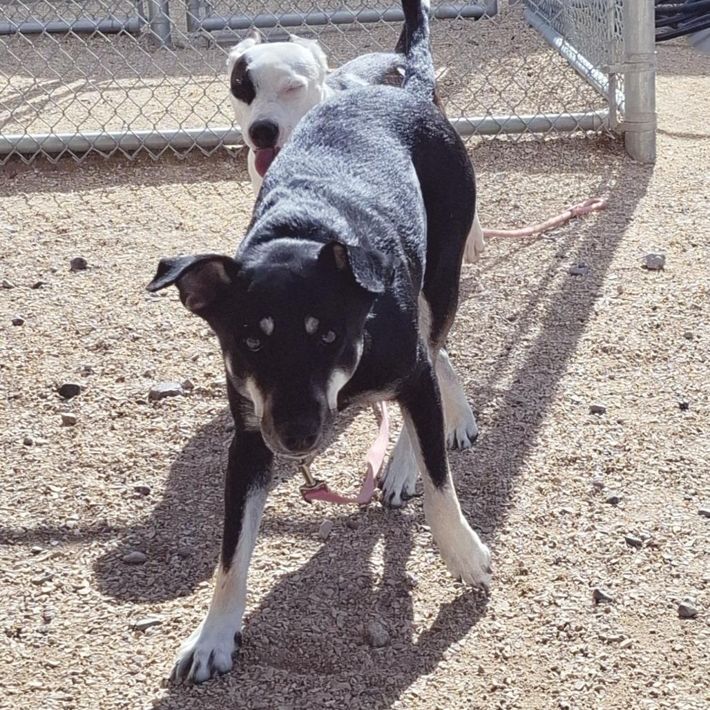 Enlarge Luna, a Adoptable Mixed Breed in Las Cruces, NM image 2/2