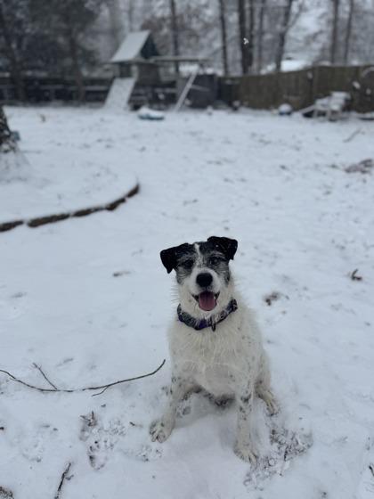 Arthur, Adoptable, Adult Male Terrier.