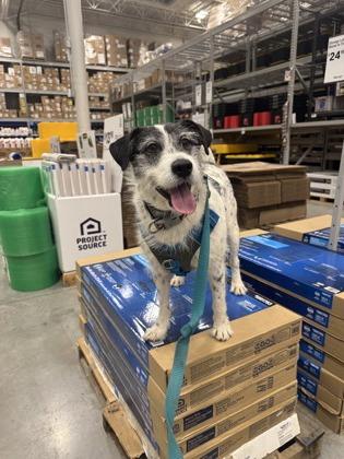 Enlarge Arthur, a Adoptable mixed breed in Sevierville, TN image 2/3