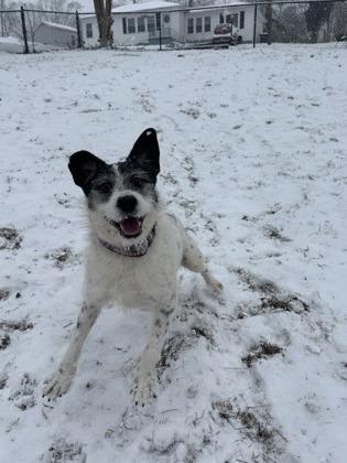 Enlarge Arthur, a Adoptable mixed breed in Sevierville, TN image 3/3