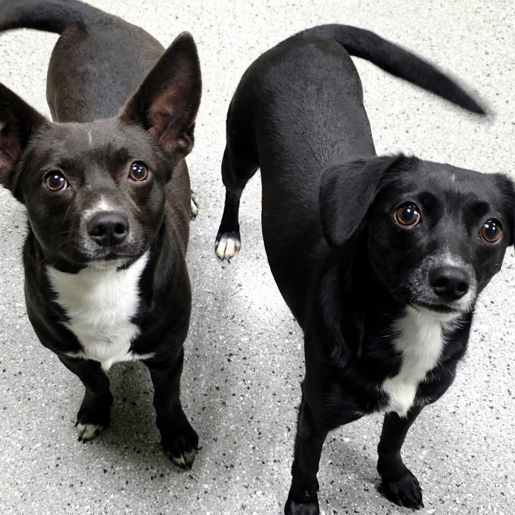 Phil, Adoptable, Adult Male Terrier.