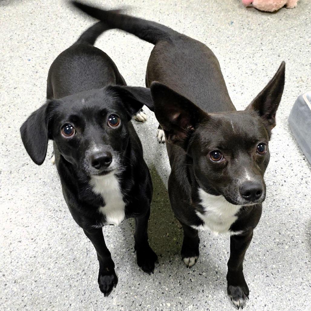 Enlarge Phil, a Adoptable Terrier in Michigan City, IN image 2/6