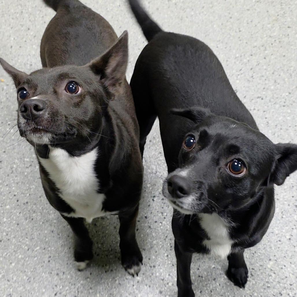Enlarge Phil, a Adoptable Terrier in Michigan City, IN image 3/6