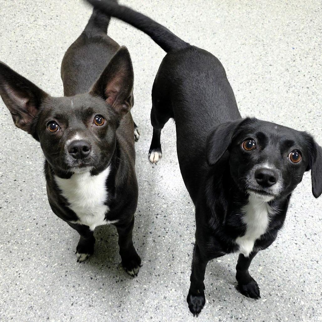 Enlarge Phil, a Adoptable Terrier in Michigan City, IN image 4/6