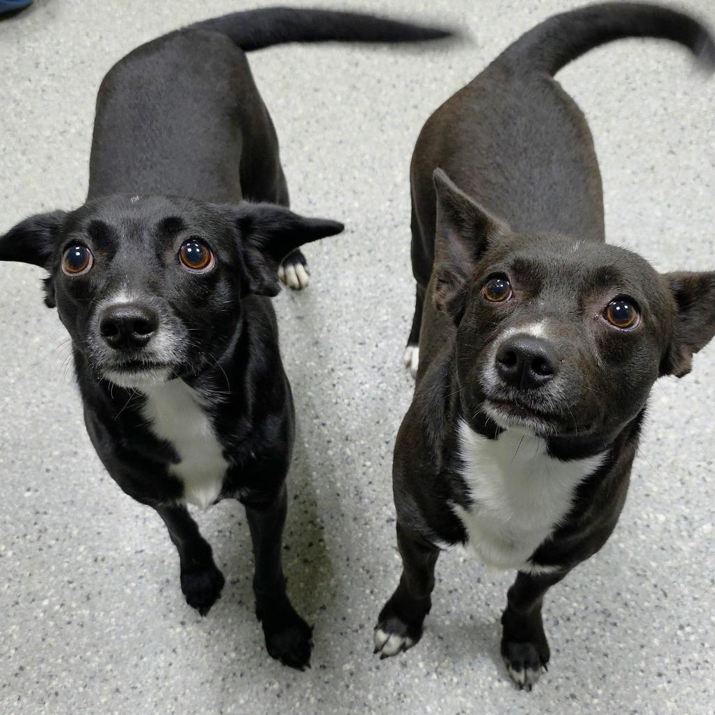 Enlarge Phil, a Adoptable Terrier in Michigan City, IN image 5/6