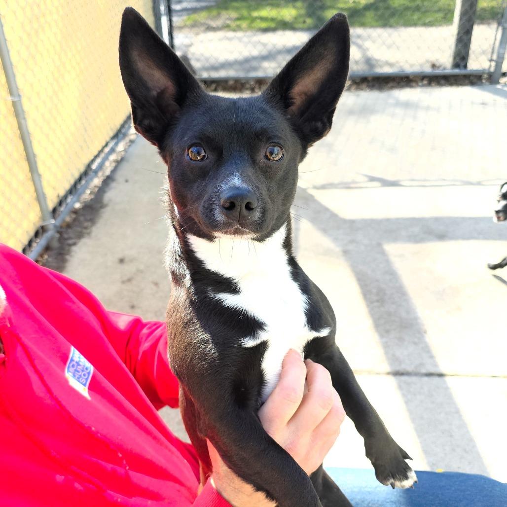 Enlarge Phil, a Adoptable Terrier in Michigan City, IN image 6/6