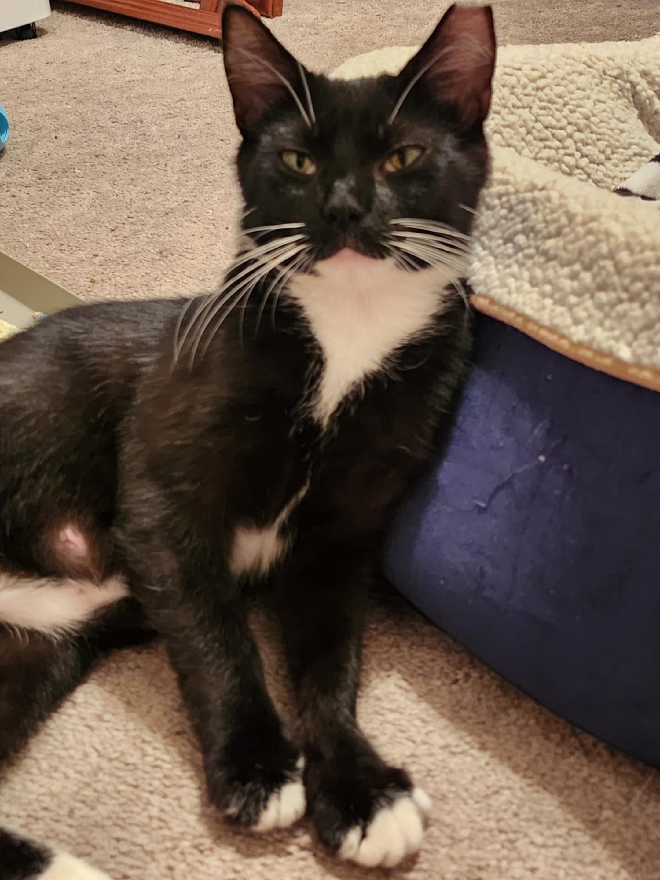 Oreo, Adoptable, Adult Female Domestic Short Hair.