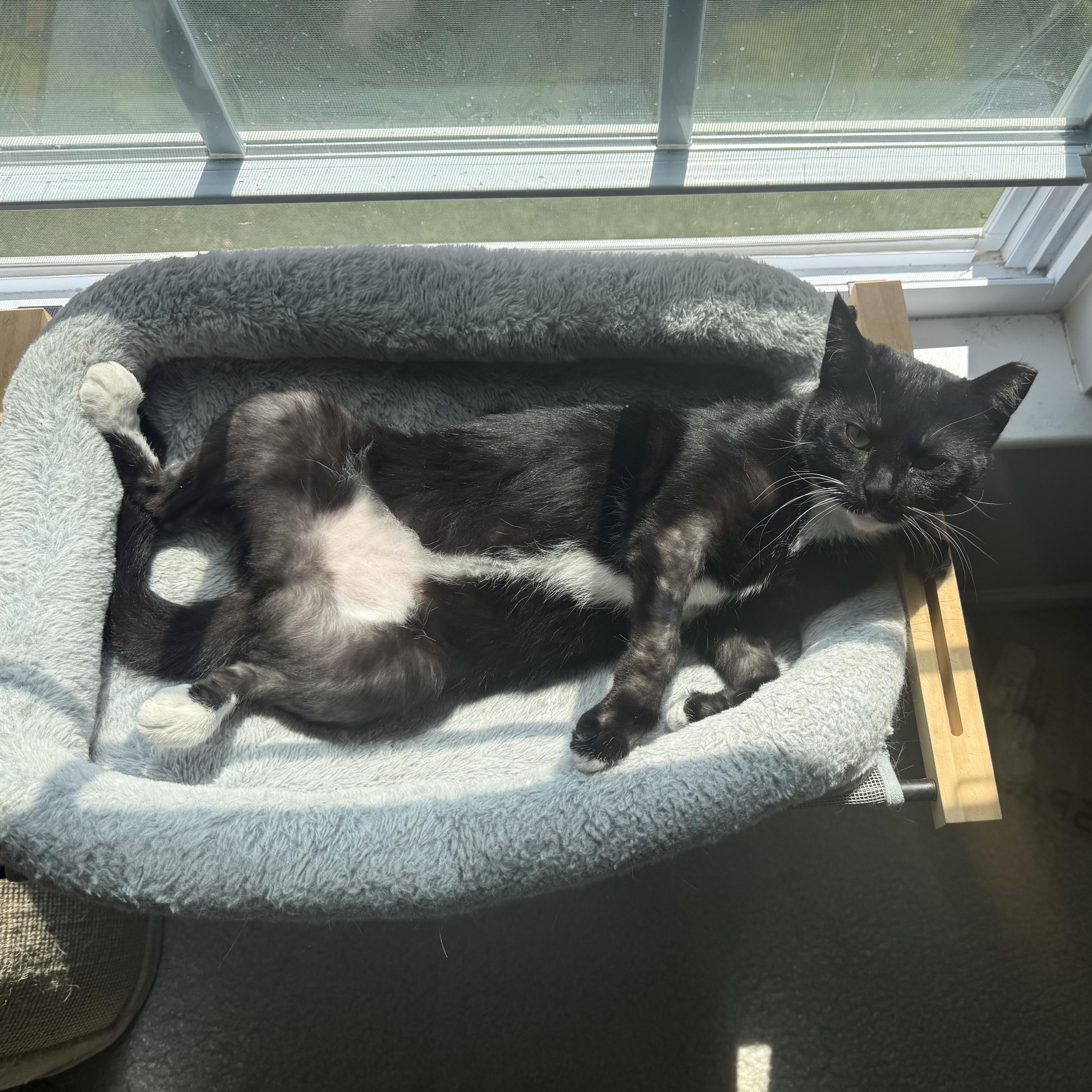 Oreo, a Adoptable Domestic Short Hair in BUTLER, PA image 3/6
