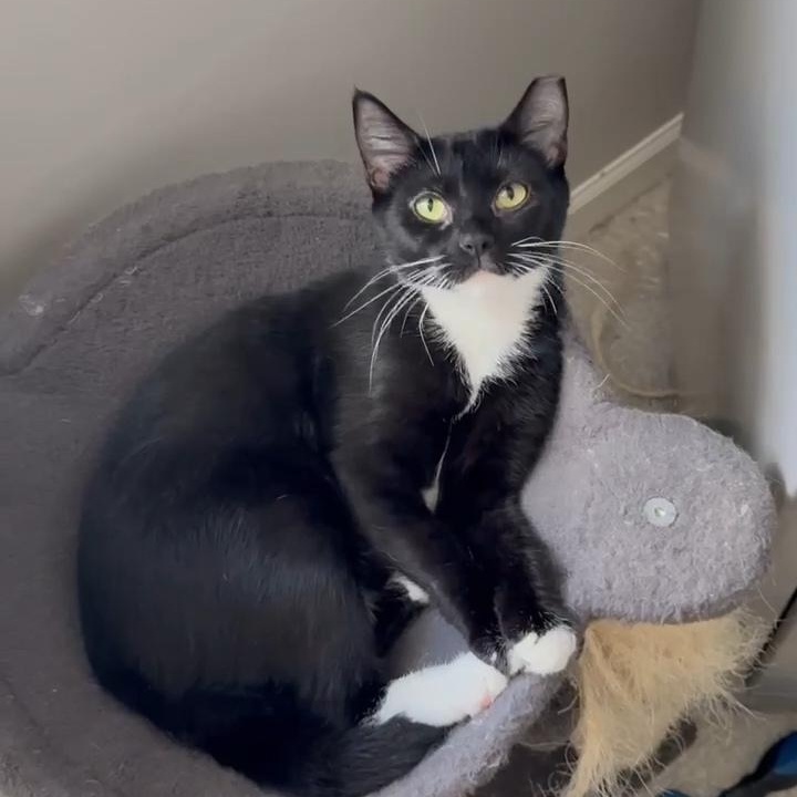 Oreo, a Adoptable Domestic Short Hair in BUTLER, PA image 1/3