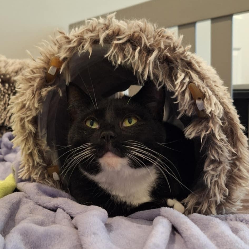 Oreo, a Adoptable Domestic Short Hair in BUTLER, PA image 1/5