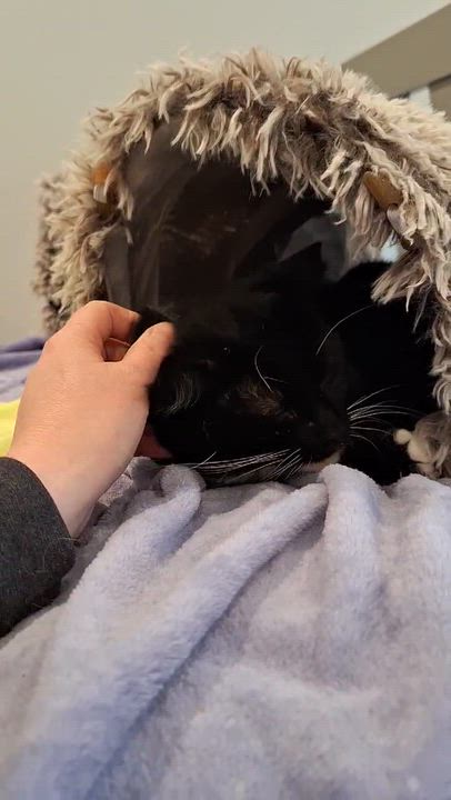 Enlarge Oreo, a Adoptable Domestic Short Hair in BUTLER, PA video 5/5