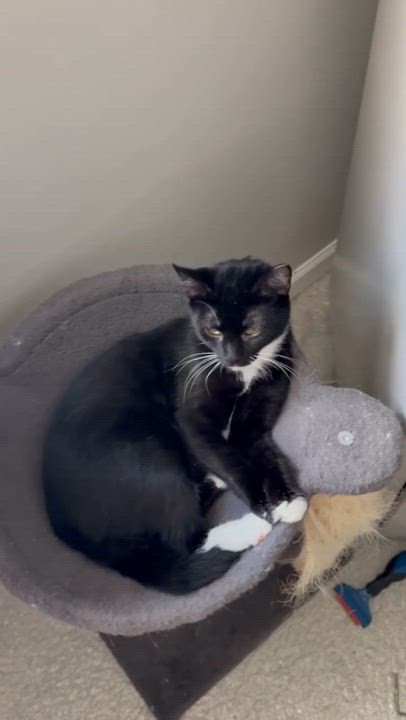 Enlarge Oreo, a Adoptable Domestic Short Hair in BUTLER, PA video 3/3