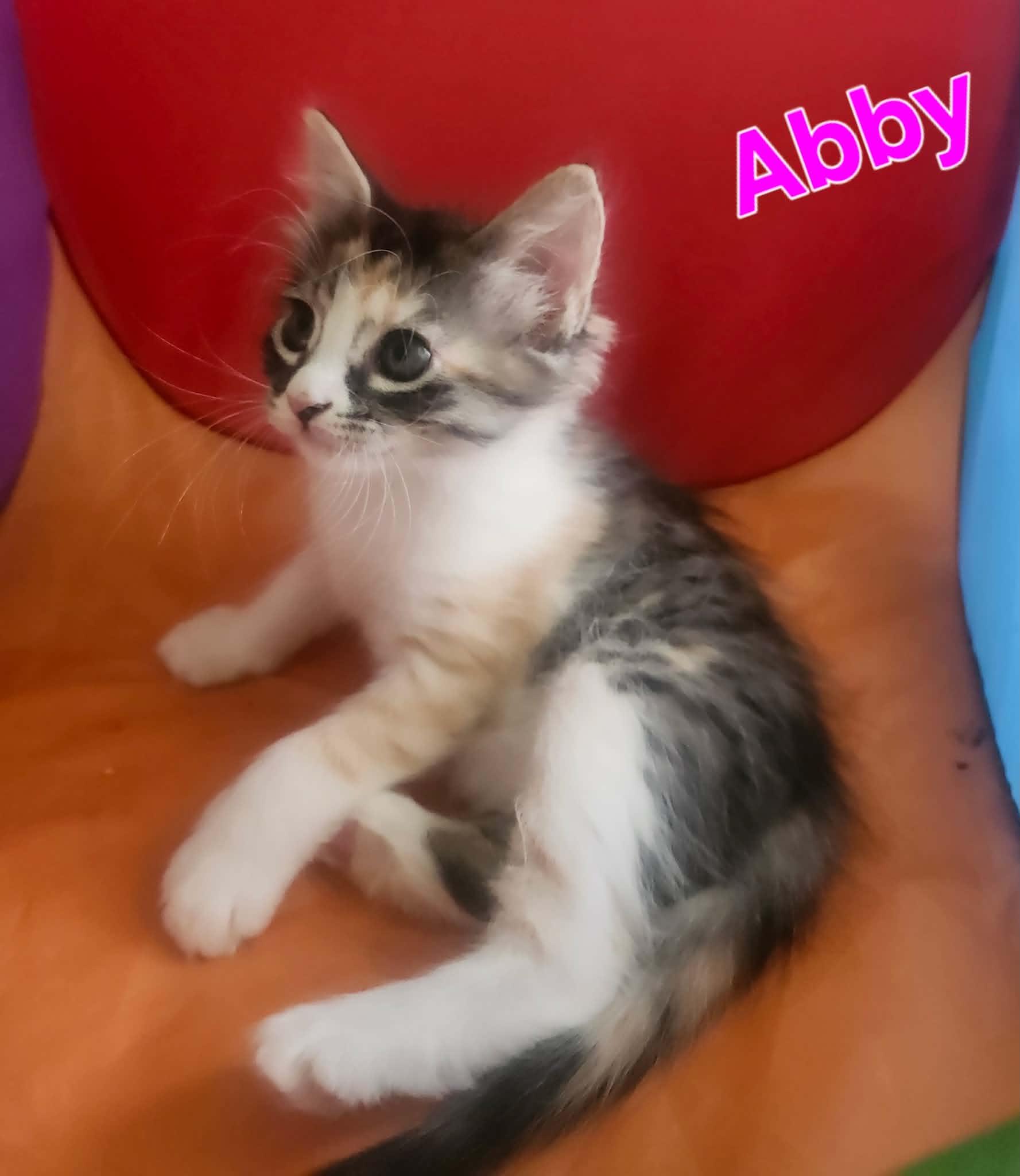 Abby, Adopted, Young Female Domestic Long Hair.