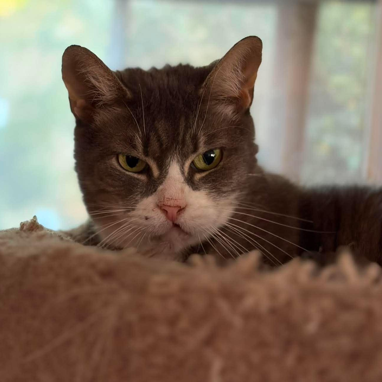 Dolly (cleft palate), Adoptable, Senior Female Domestic Short Hair.