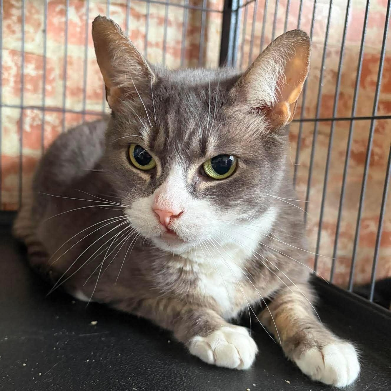 Enlarge Dolly (cleft palate), a Adoptable Domestic Short Hair in Huntington, NY image 2/2