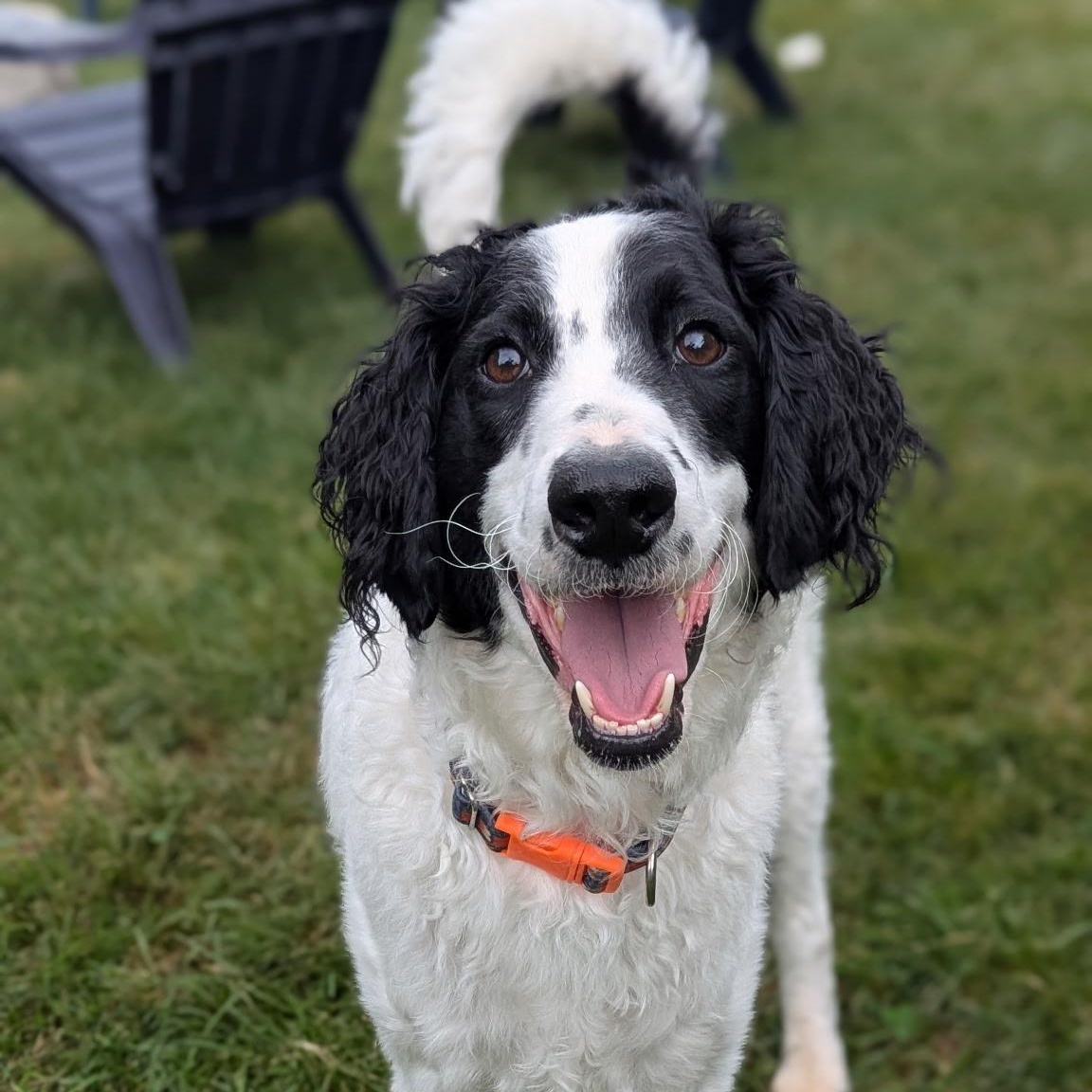 Enlarge HUGO-ILLINOIS (MALE GOLDENDOODLE NEAR CHICAGO, ILLINOIS), a Adoptable Goldendoodle in DOWNERS GROVE, IL image 2/6