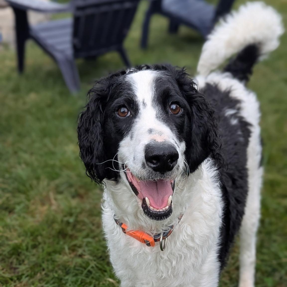 HUGO-ILLINOIS (MALE GOLDENDOODLE NEAR CHICAGO, ILLINOIS), Adoptable, Young Male Goldendoodle.