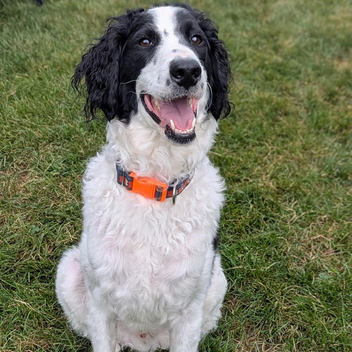 Enlarge HUGO-ILLINOIS (MALE GOLDENDOODLE NEAR CHICAGO, ILLINOIS), a Adoptable Goldendoodle in DOWNERS GROVE, IL image 3/6