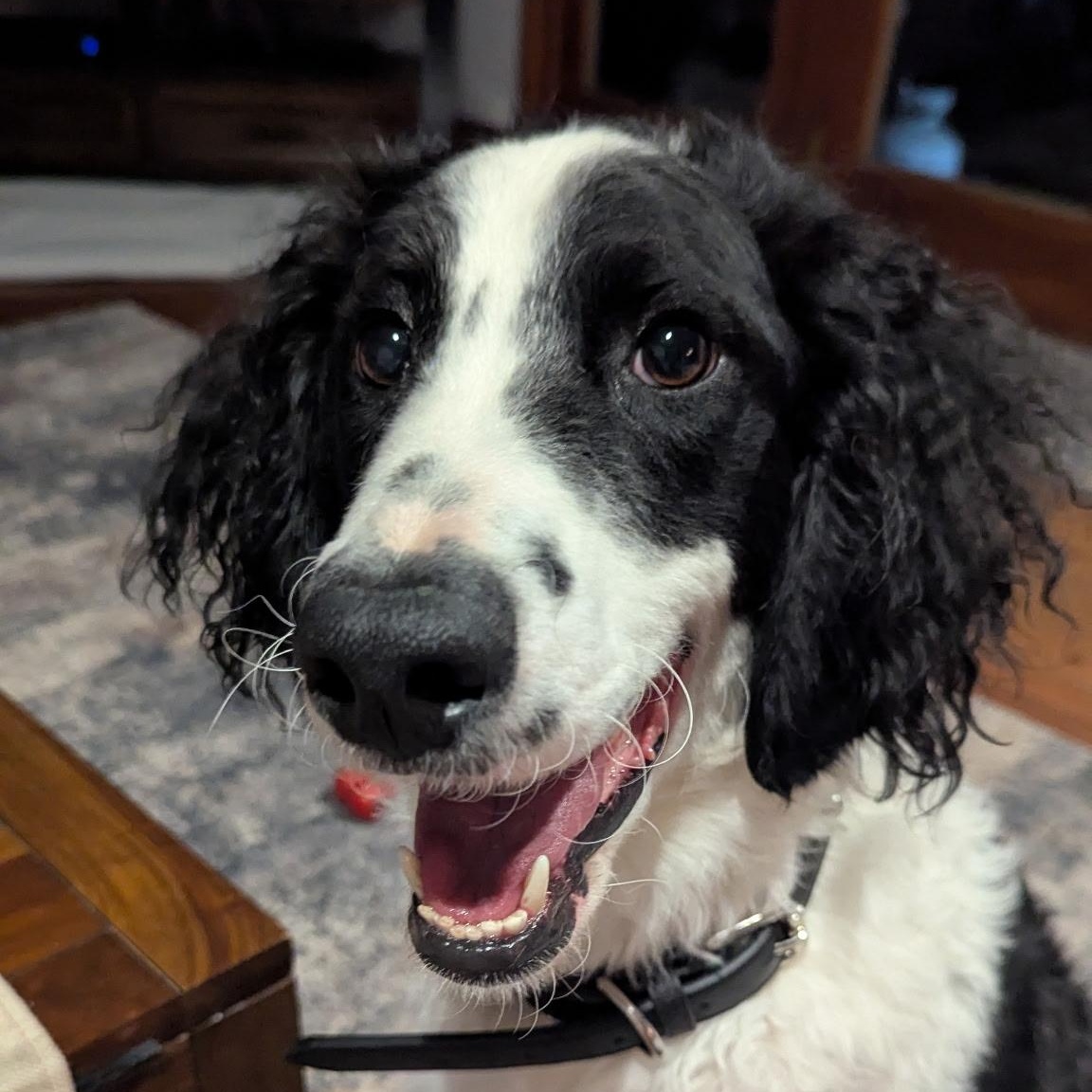 Enlarge HUGO-ILLINOIS (MALE GOLDENDOODLE NEAR CHICAGO, ILLINOIS), a Adoptable Goldendoodle in DOWNERS GROVE, IL image 4/6