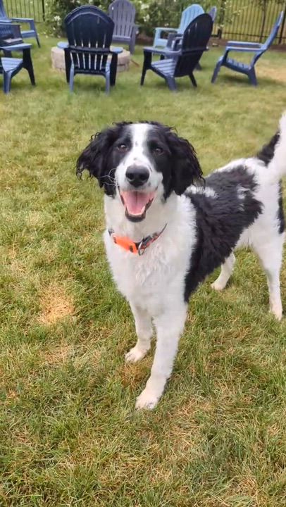 Enlarge HUGO-ILLINOIS (MALE GOLDENDOODLE NEAR CHICAGO, ILLINOIS), a Adoptable Goldendoodle in DOWNERS GROVE, IL video 6/6
