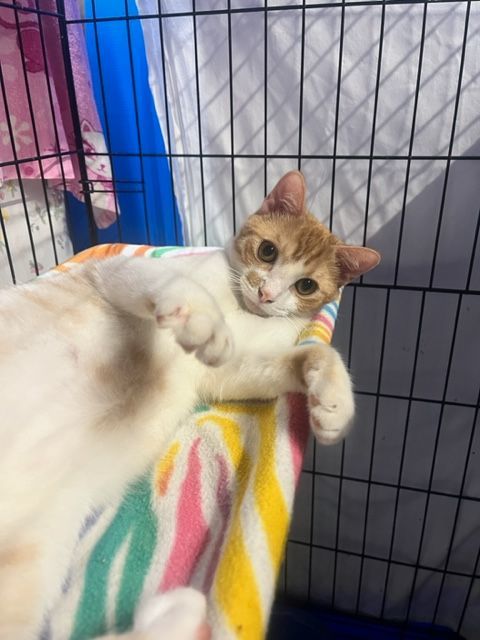 Peaches, a Adoptable mixed breed in Centerville, GA image 2/4