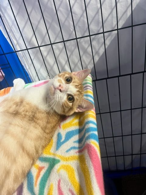 Peaches, a Adoptable mixed breed in Centerville, GA image 3/4