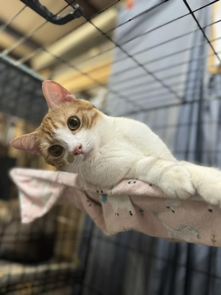 Peaches, Adoptable, Adult Female Domestic Short Hair.