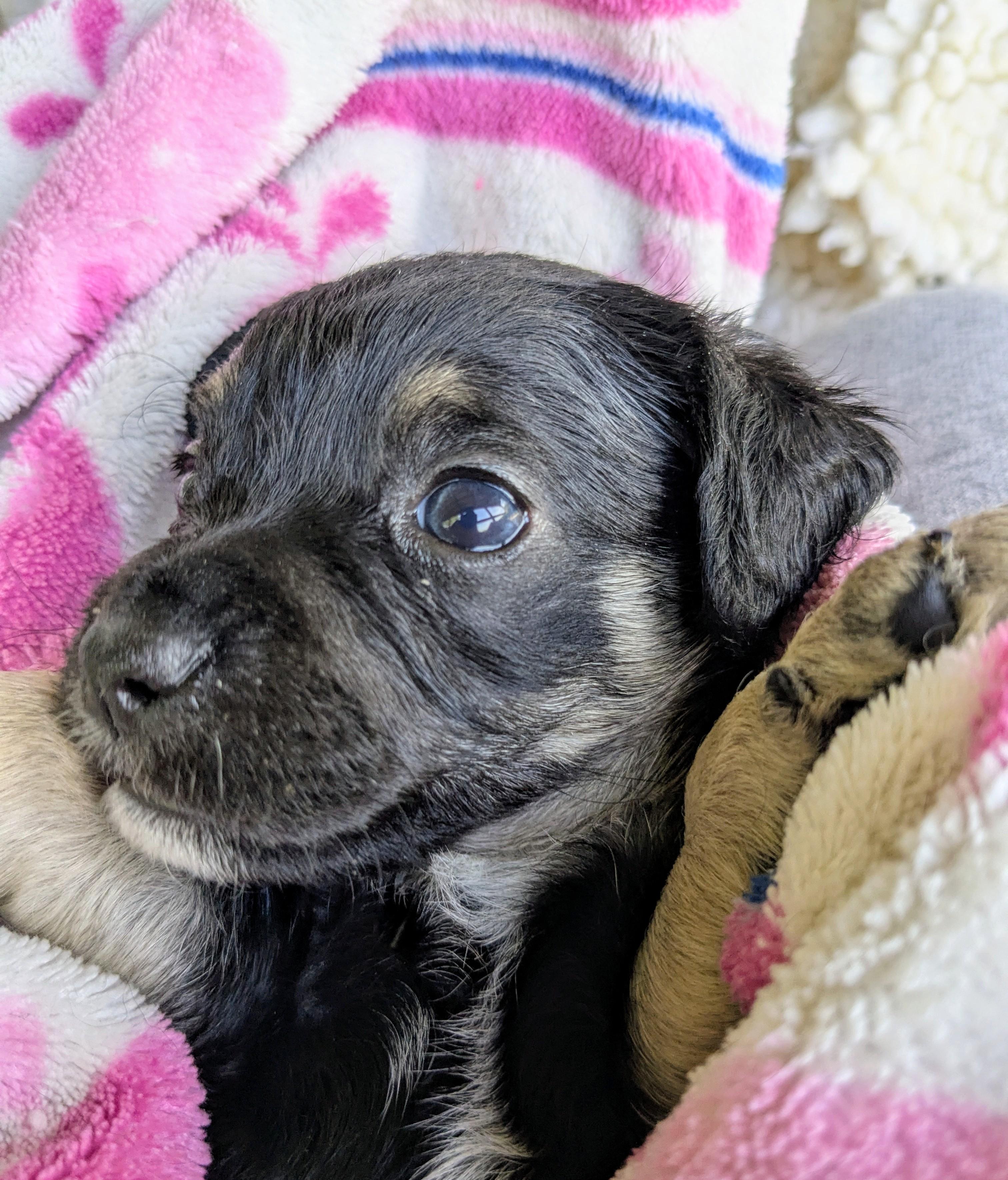 Dolce (dole chay), Adopted, Young Female Miniature Poodle & Chihuahua.