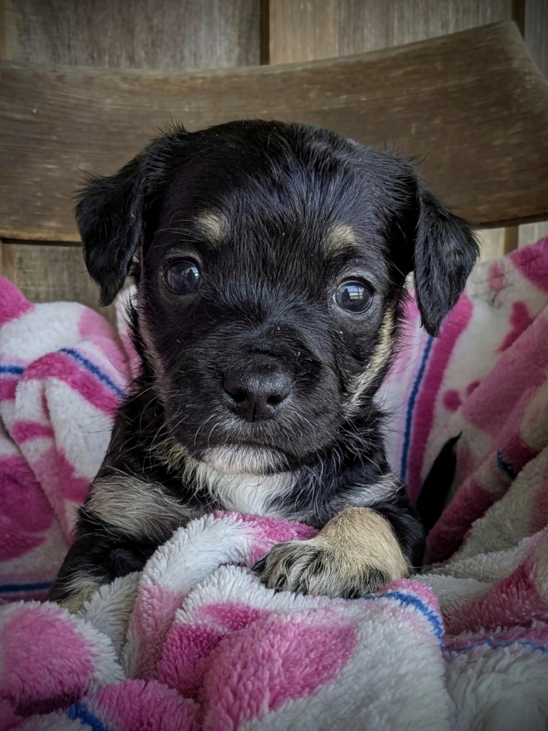 Enlarge Dolce (dole chay), a Adopted mixed breed in Richmond, KY image 2/4
