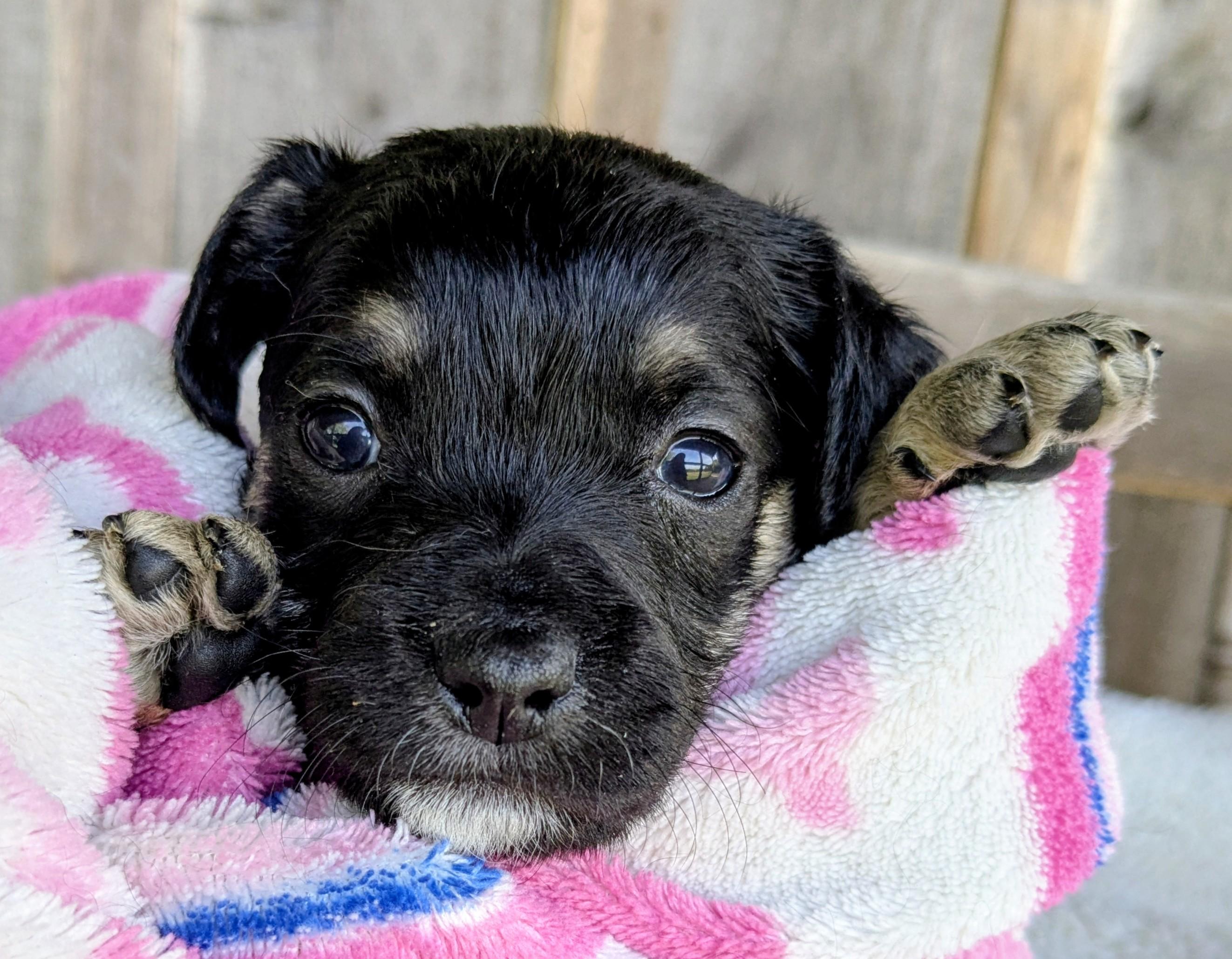 Enlarge Dolce (dole chay), a Adopted mixed breed in Richmond, KY image 3/4
