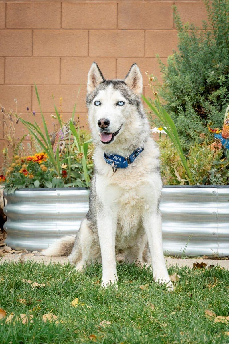 Spade, Adoptable, Senior Male Siberian Husky.