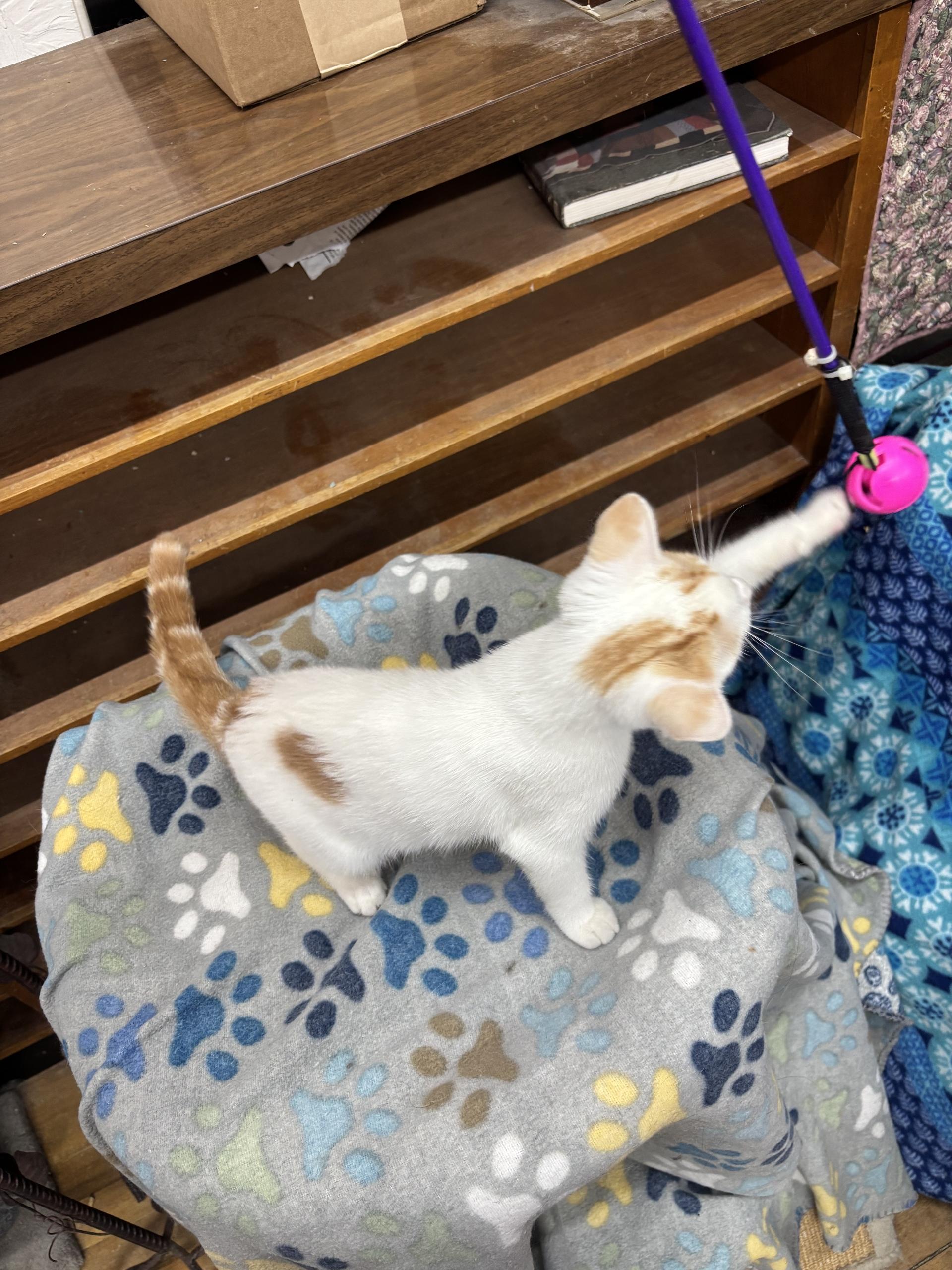 Enlarge Snow moon, an adoptable Tabby in Coldwater, MI image 3/3