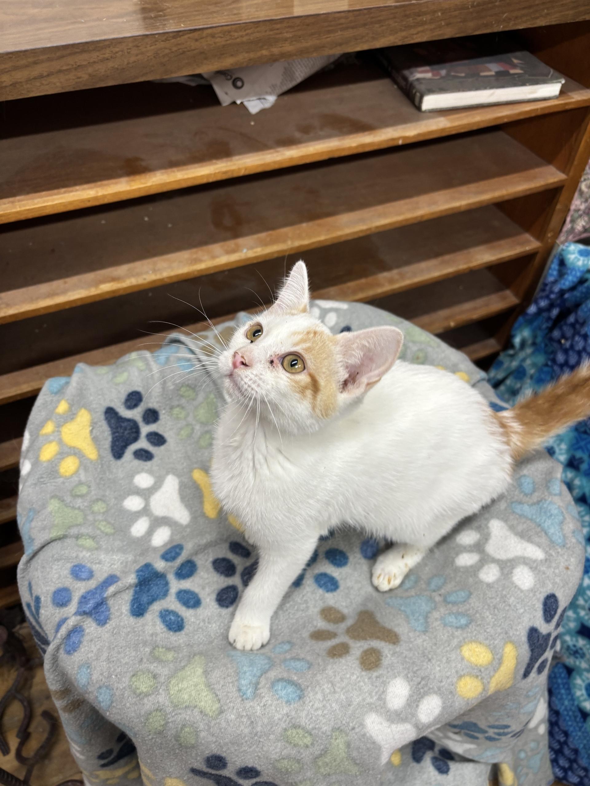 Enlarge Snow moon, an adoptable Tabby in Coldwater, MI image 1/3